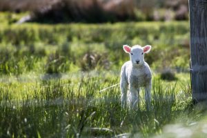 Sheep at Ketches Farm Estate