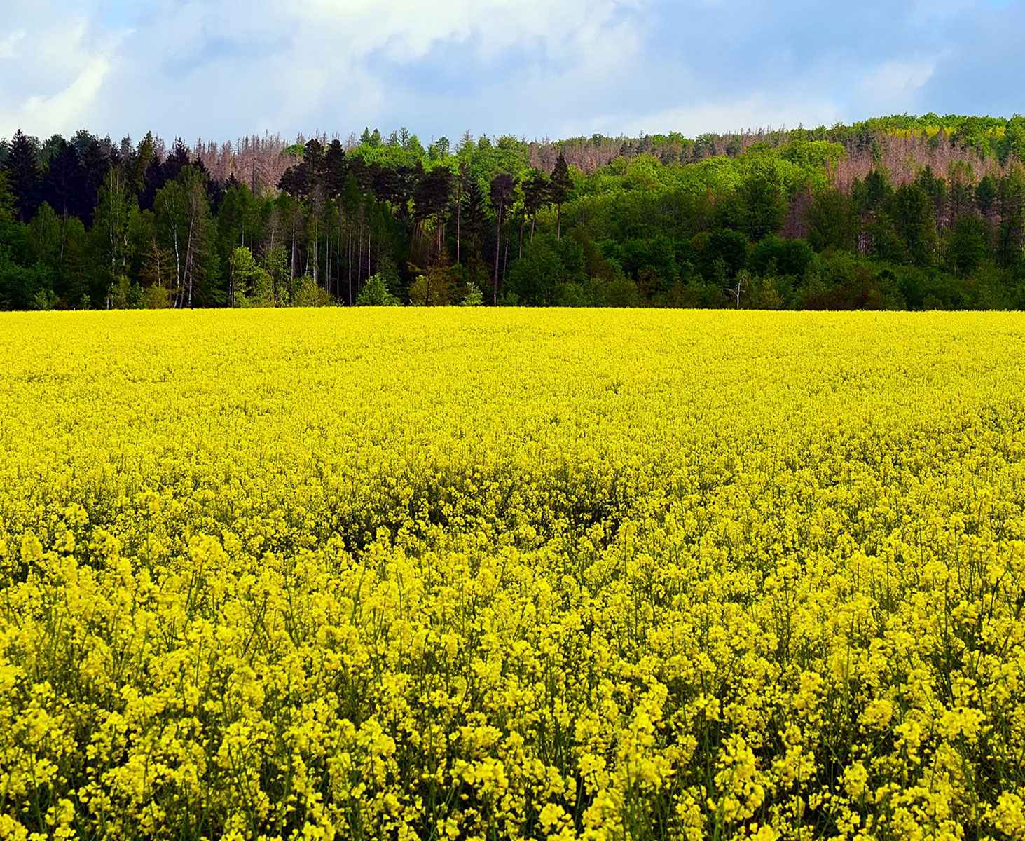 Winter Oilseed Rape - Ketches Farm Estates