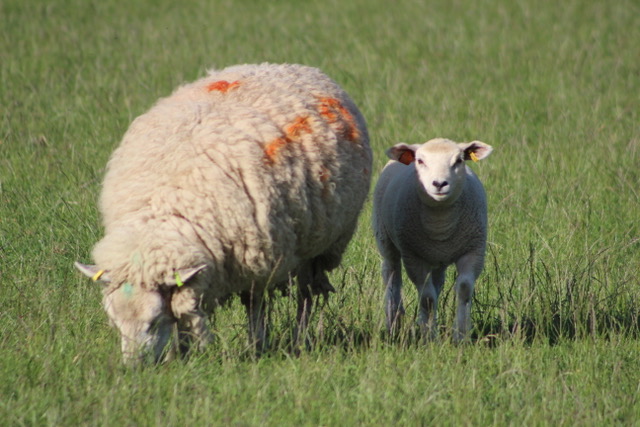 Romney X Texel Sheep