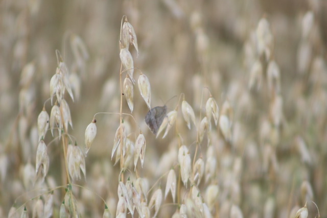 Winter Oats - Ketches Farm Estates