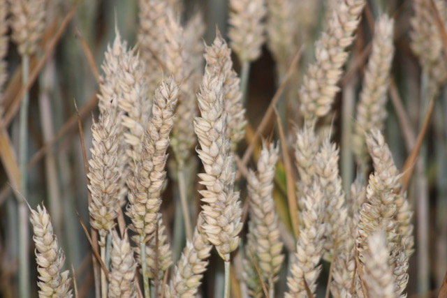 Winter Wheat - Ketches Farm Estates